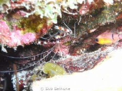 Banded Coral Shrimp
Tolo/Ol' Blue, Bonaire
Dec 11, 2010 by Bob Bethune 